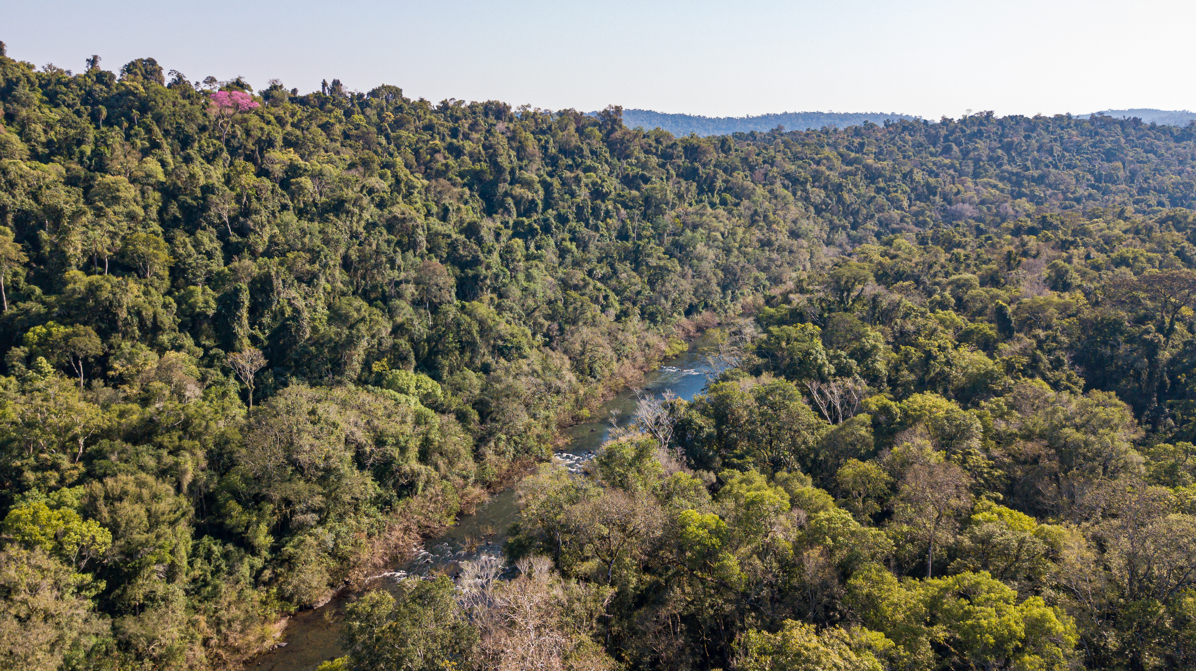 bosque